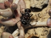Cataglyphis sp Cataglyphis sp