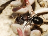 Cataglyphis sp Cataglyphis sp