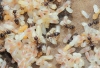 Crematogaster auberti (Emery, 1869)