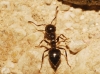 Crematogaster auberti (Emery, 1869)