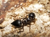 Crematogaster auberti Crematogaster auberti