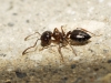 Crematogaster auberti Crematogaster auberti