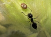 Crematogaster auberti Crematogaster auberti