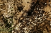 Crematogaster auberti Crematogaster auberti