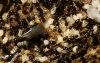 Crematogaster auberti Crematogaster auberti