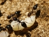 Crematogaster auberti Crematogaster auberti