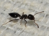 Crematogaster auberti Crematogaster auberti