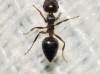 Crematogaster auberti Crematogaster auberti