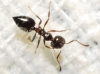 Crematogaster auberti Crematogaster auberti