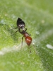 Crematogaster scutellaris (Olivier, 1792)