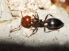 Crematogaster scutellaris Crematogaster scutellaris