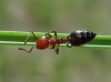 Crematogaster scutellaris Crematogaster scutellaris