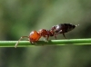 Crematogaster scutellaris Crematogaster scutellaris