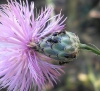Crematogaster auberti Crematogaster auberti