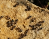 Crematogaster auberti Crematogaster auberti