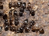 Crematogaster auberti Crematogaster auberti