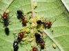 Crematogaster scutellaris Crematogaster scutellaris