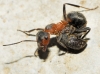Formica pratensis Formica pratensis