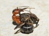 Formica pratensis Formica pratensis