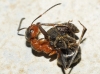 Formica pratensis Formica pratensis
