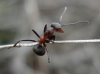 Formica pratensis Formica pratensis