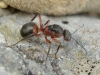 Formica pratensis Retzius, 1783 Formica pratensis Retzius, 1783
