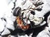 Formica pratensis Retzius, 1783 Formica pratensis Retzius, 1783