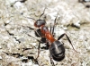 Formica pratensis Retzius, 1783 Formica pratensis Retzius, 1783