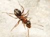 Formica rufibarbis