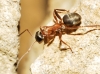 Formica rufibarbis