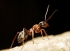 Formica rufibarbis