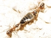 Formica rufibarbis