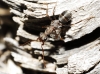 Iberoformica subrufa Iberoformica subrufa