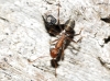 Iberoformica subrufa Iberoformica subrufa