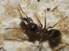 Lasius sp Lasius sp