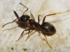 Lasius sp Lasius sp