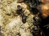 Lasius sp Lasius sp