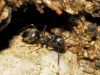 Lasius sp Lasius sp