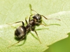 Lasius sp Lasius sp
