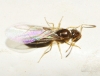 Lasius sp