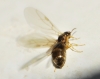 Lasius sp
