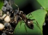 Lasius sp Lasius sp