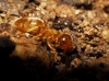 Lasius sp Lasius sp