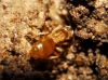 Lasius sp Lasius sp