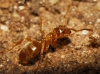 Lasius sp Lasius sp