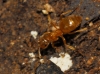 Lasius sp Lasius sp