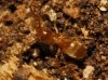 Lasius sp Lasius sp