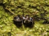 Lasius sp
