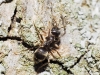 Lasius sp Lasius sp
