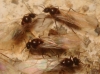 Lasius sp. Lasius sp.